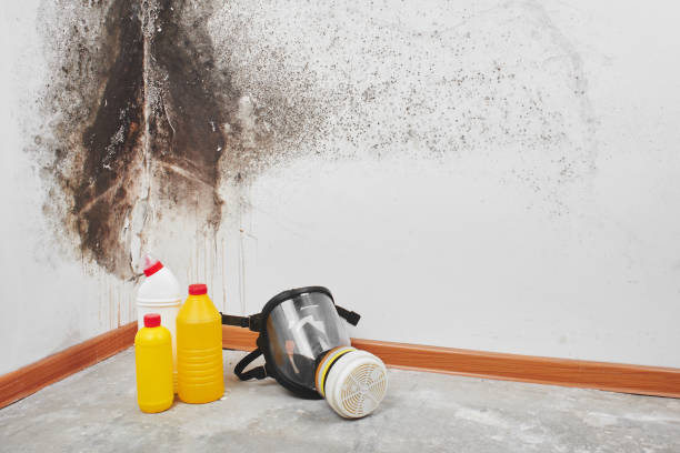 Best Commercial Mold Removal  in Fairfield, TX