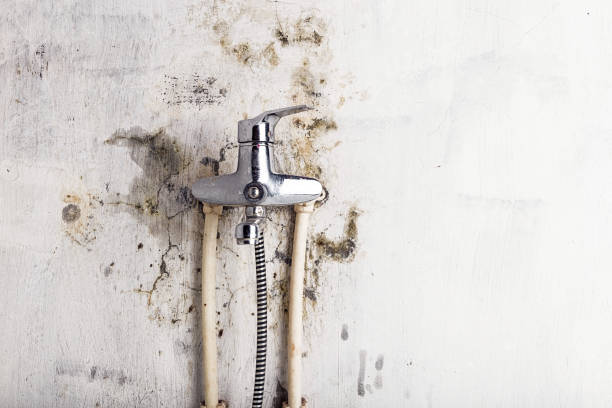 Best Best Mold Removal Companies  in Fairfield, TX