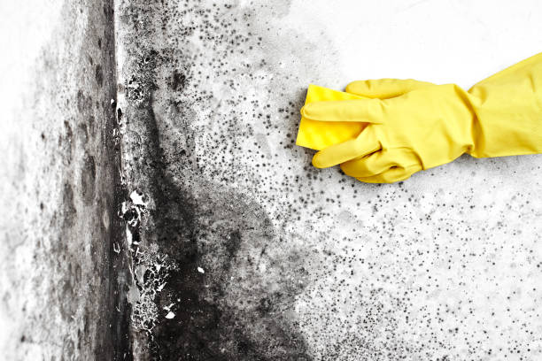 Best Commercial Mold Removal  in Fairfield, TX