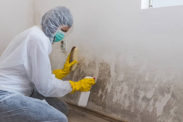 Fairfield, TX Mold Removal Company