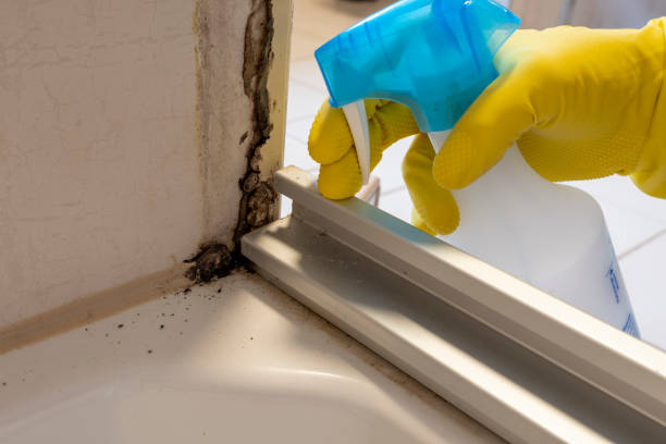 Best Black Mold Removal  in Fairfield, TX