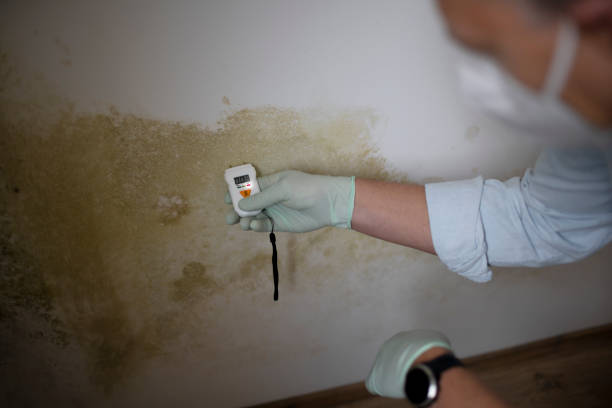 Best Commercial Mold Removal  in Fairfield, TX