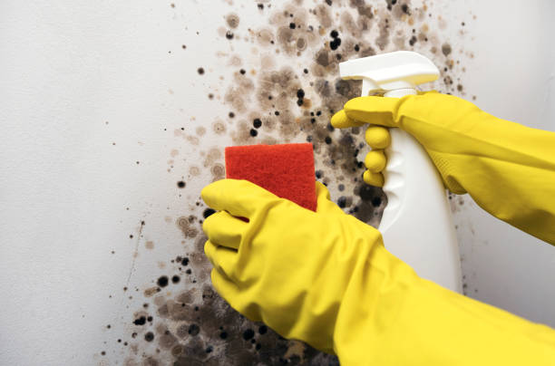 Best Mold Remediation Experts  in Fairfield, TX