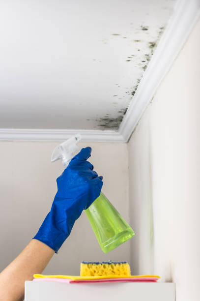 Best Attic Mold Removal  in Fairfield, TX