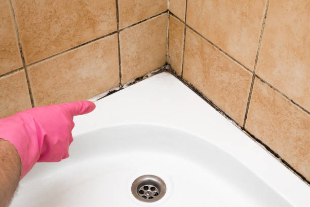 Best Mold Removal Near Me  in Fairfield, TX