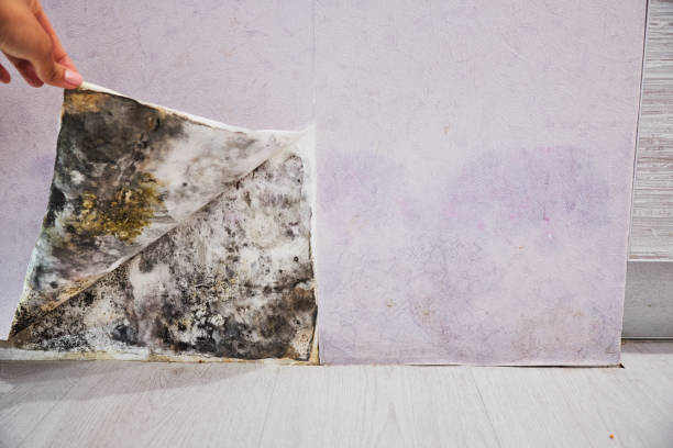 Best Mold Remediation  in Fairfield, TX